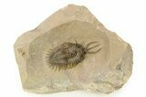 Short-Fork Walliserops Hammi Trilobite - Foum Zguid, Morocco #276165-3